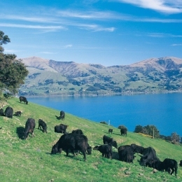 ニュージーランド牛