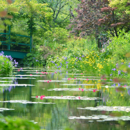モネの庭　水の庭5月睡蓮