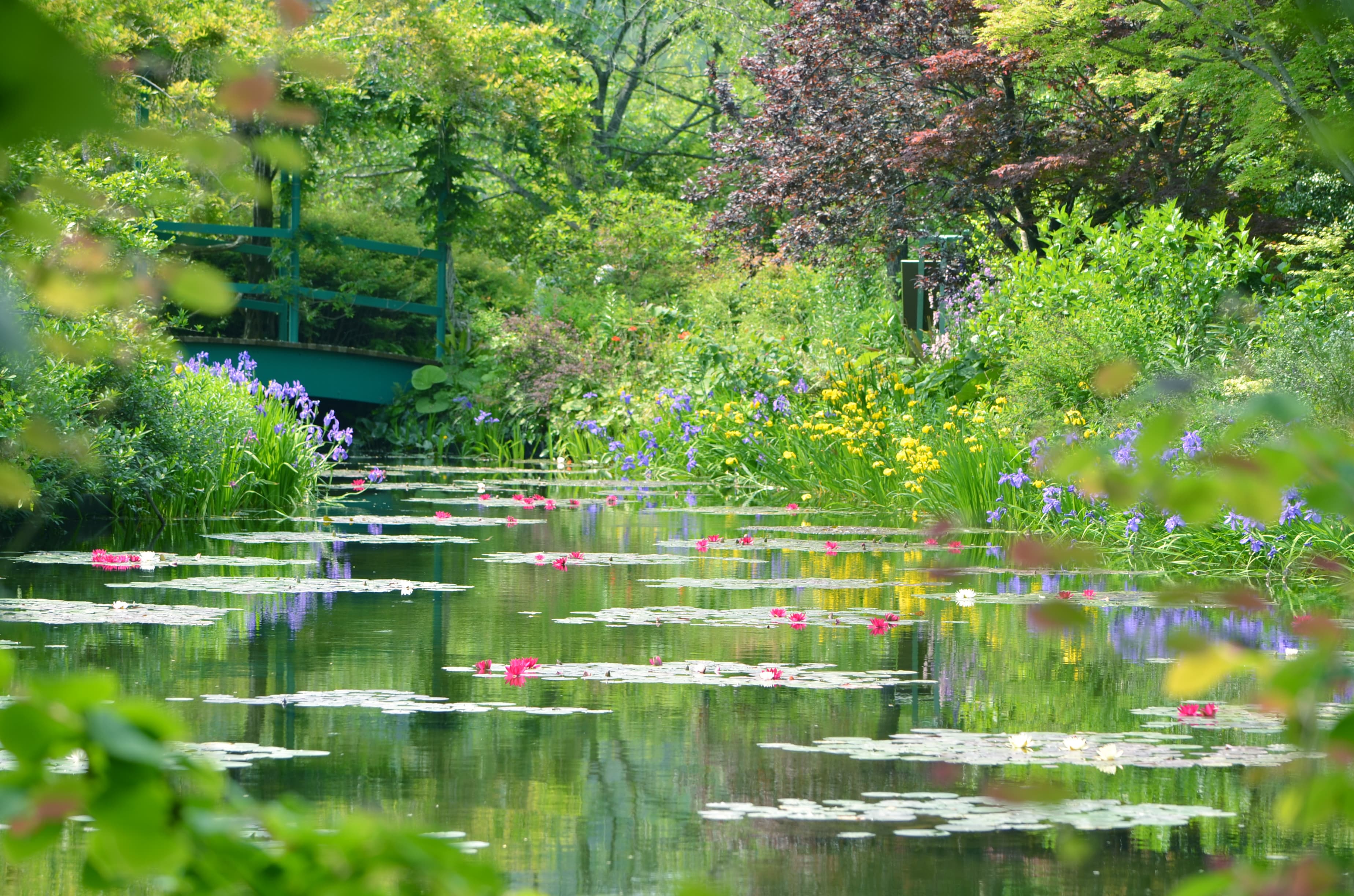 モネの庭　水の庭5月睡蓮
